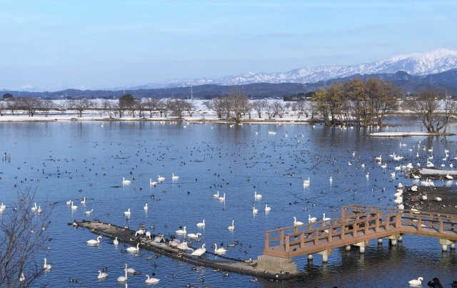 Swans and other waterbirds on Hyoko Lake with snow-covered mountains behind them.