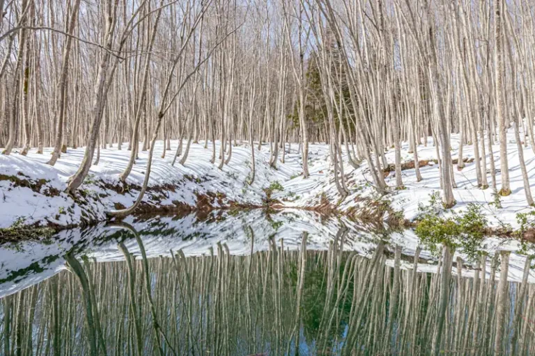 Bare beech trees and snow beside a pond at Bijinbayashi, photographed on 7 March 2020.