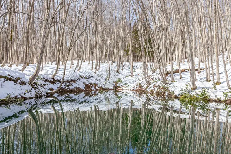 Bare beech trees and snow beside a pond at Bijinbayashi, photographed on 7 March 2020.