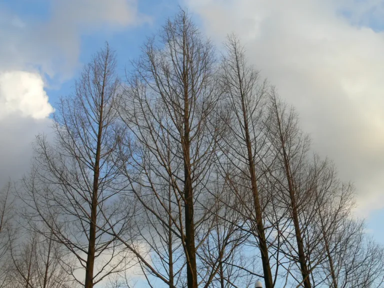 Bare trees against the sky at Tsukioka Carillon Park