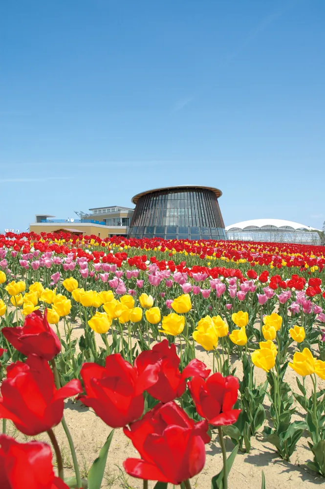 Red and yellow tulips in front of the glass-fronted food and flower centre at Ikutopia Shoku Hana, Niigata.