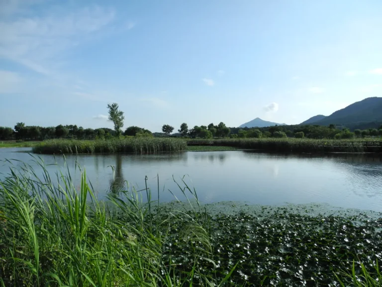 Water, reeds and a boardwalk in Uwasekigata Park, with hills in the distance.