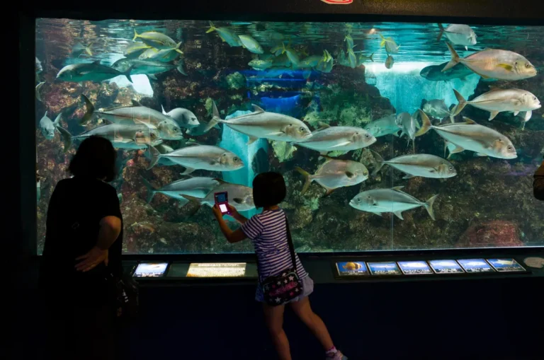 Visitors silhouetted against a large fish tank at Teradomari Aquarium