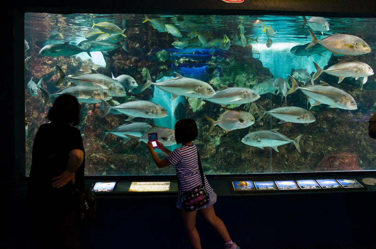Visitors silhouetted against a large fish tank at Teradomari Aquarium