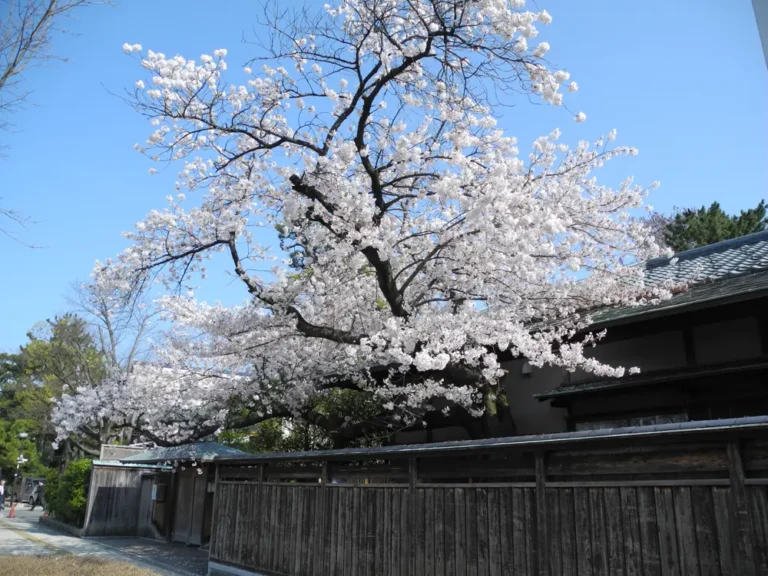 Cherry blossoms beside the wooden Enkikan building in Hakusan Park
