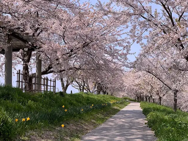 A walking path beneath flowering cherry trees along the Ohkouzu Diversion embankment