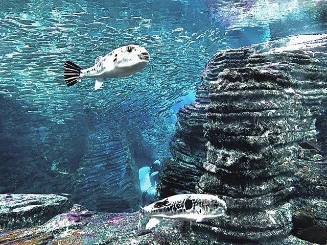 Fish swimming in an aquarium tank at Umigatari in Joetsu