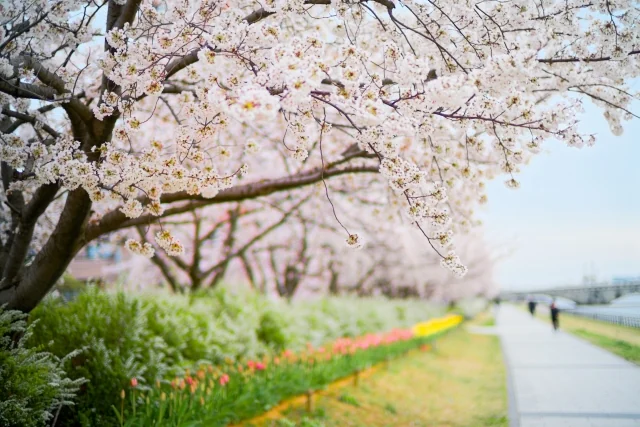 Cherry blossoms and a colorful flower bed along the Yasuragi-tei riverside path