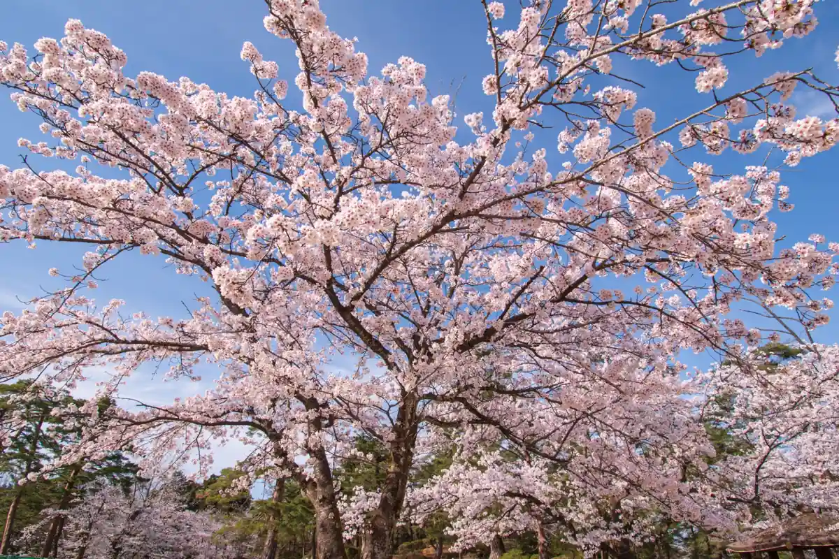 Cherry blossoms filling the canopy at Yukyuzan Park in Nagaoka