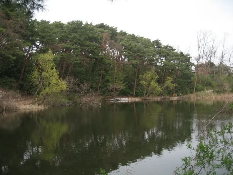 Pine trees and their reflections beside the west pond in Junsaiike Park, Niigata.