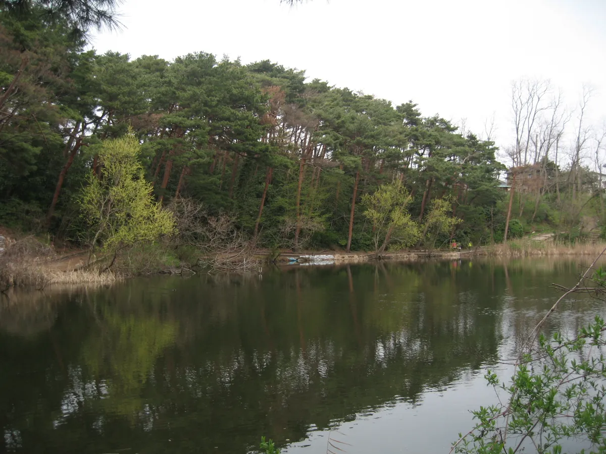 Pine trees and their reflections beside the west pond in Junsaiike Park, Niigata.