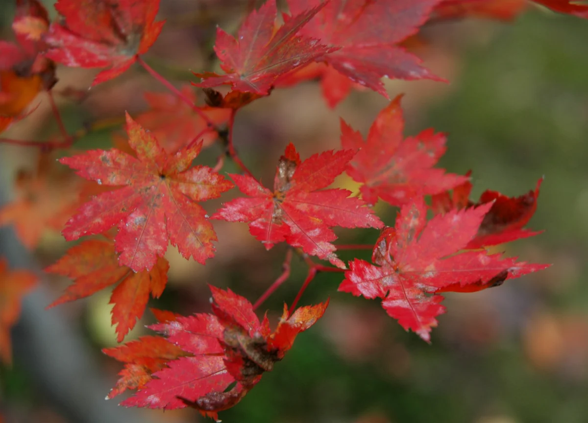 Close-up of red maple leaves against a soft green background at Momijien.