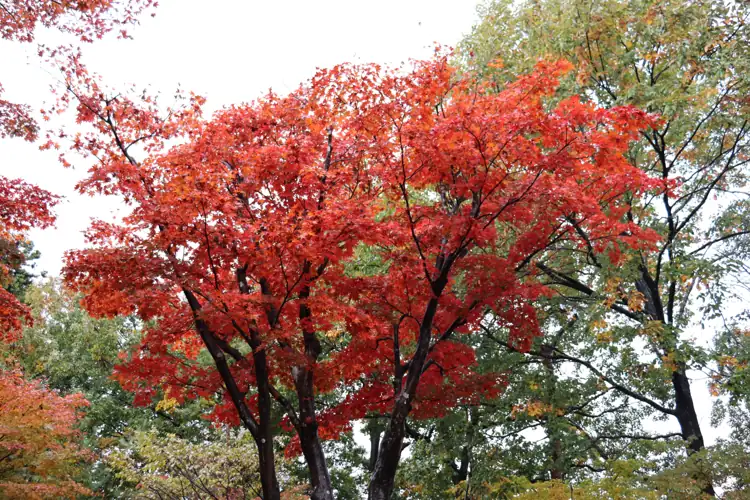 A red maple canopy spreads across the garden at Momijien in Nagaoka.