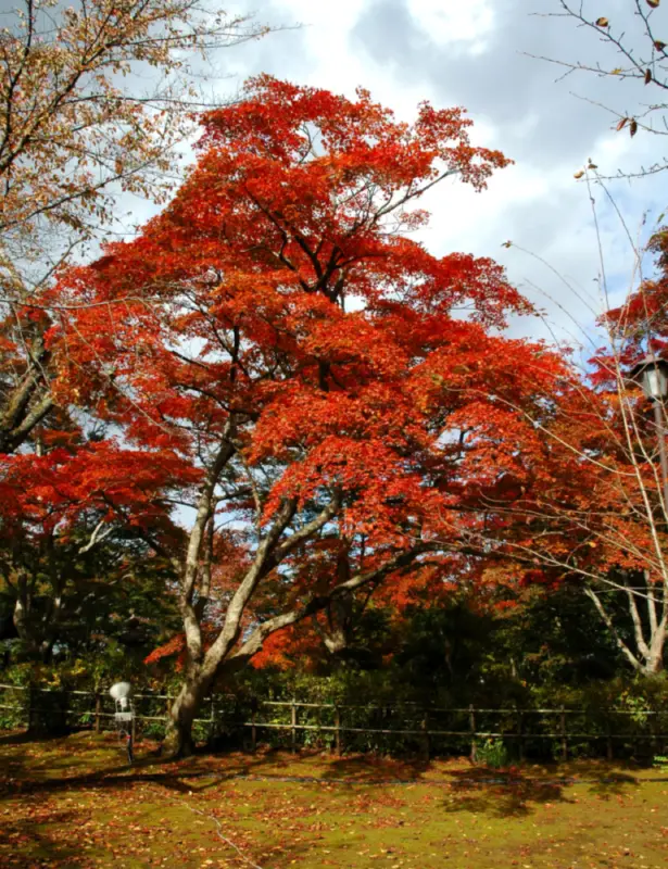 A broad red maple tree stands above an open grassy area in the garden.