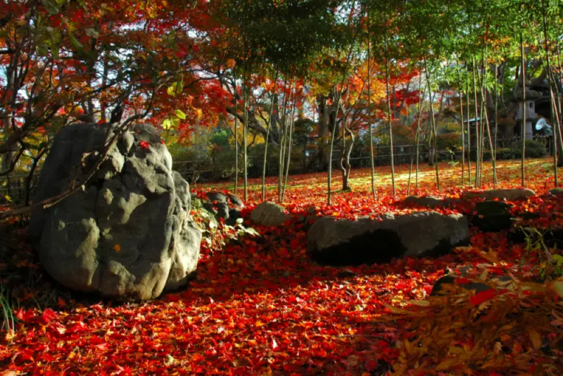 A large boulder sits among fallen red leaves and slender trees in the garden.
