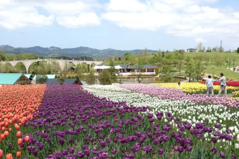 Rows of pink, purple, white and yellow tulips overlook the pond and green hills at Echigo Hillside Park.